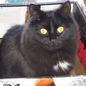 Meet your Posher, Nancy